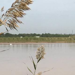 卢合枝《空巢》