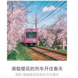 温野–满载樱花的列车开往春天