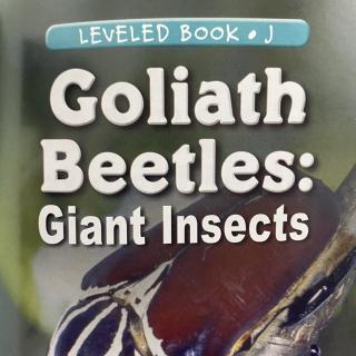 RAZ LevelJ 306 - Goliath Beetles：Giant Insects