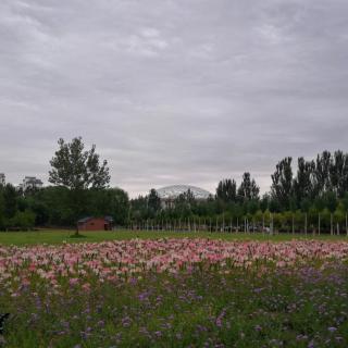 沙果飘香