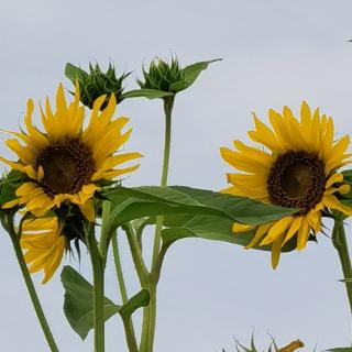 少华《鲜花》湘茹故