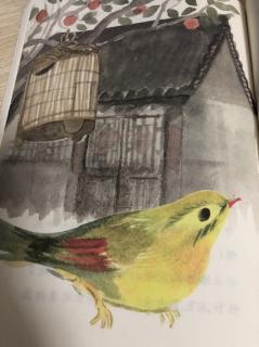 【晚安故事489】《柿子灯和相思鸟》（1）