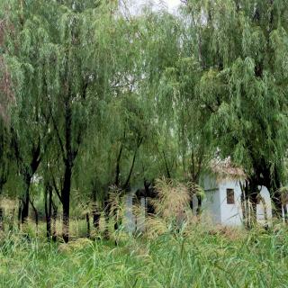 听雨 文/徒步