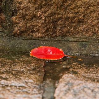 等你，在绵绵的秋雨中