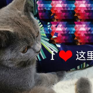 猫生看人生～改变