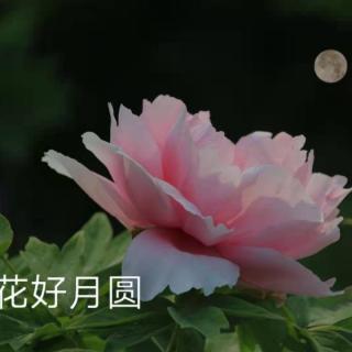 《诗意中秋相思稠》作者：碑林路人