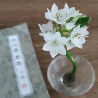 题榴花  韩愈