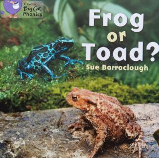 Big Cat-Frog or Toad