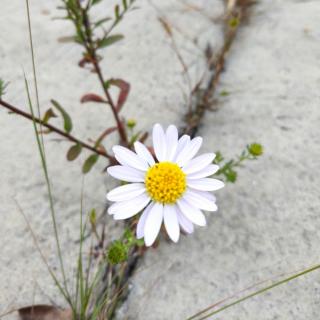 野菊  梦婷