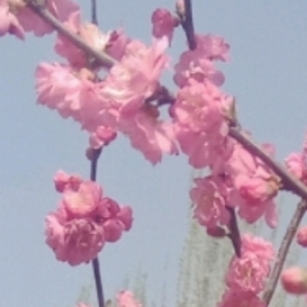 花母鸡🐔比蛋