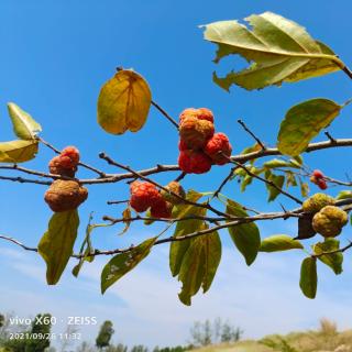 《落叶🍂》诵读：韩诵生涯规划