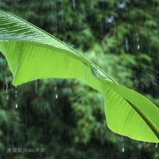 大自然的声音｜祥雨落在芭蕉叶上