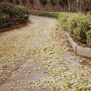 《秋雨》作者 花仙子 诵读 海畔。