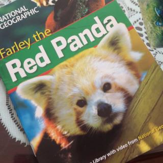 Farley the Red Panda by Darcy