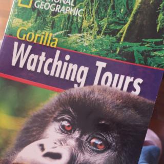 Gorilla Watching Tours by Darcy