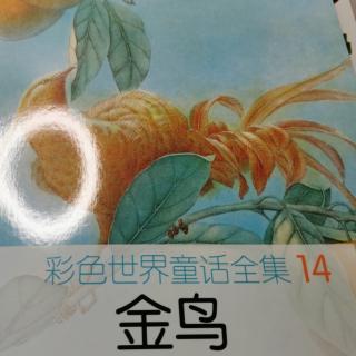 小种子005《金鸟🐥》