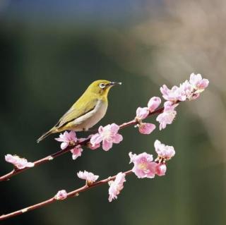 《又是一年春风柔》作者：青山绿水