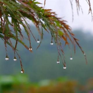 初秋清雨   情思浅醉丨丛艳丽    诵读丨李雪霞