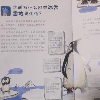 61－企鹅🐧为什么能在冰天雪地里生活