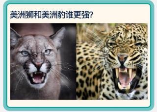 Cougar🆚Jaguar美洲狮和美洲豹谁更强