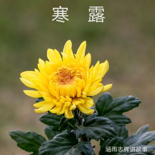 二十四节气——《寒露》