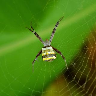 十万个为什么|蜘蛛会被自己的网粘住？