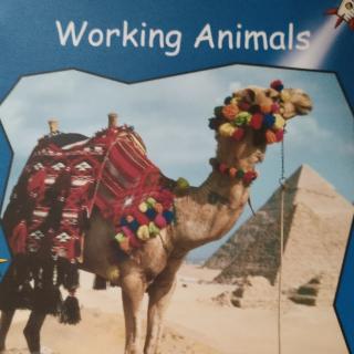 Working Animals