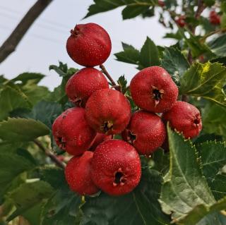 我和我的狗狗.作者辛淑英（黑龙江）