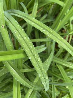 野有蔓草《诗经.郑风》诵读：月光