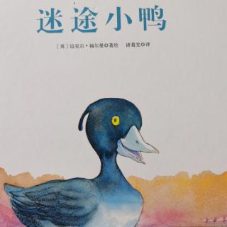 472—《迷途小鸭》