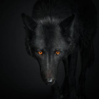 黑狼-朗诵：闪桂琴-作者：阿紫