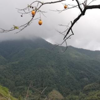 《餐桌植物简史》笔记by陈瑶