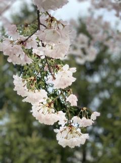 重阳节后话重阳/周海存