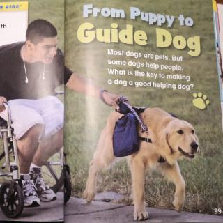 From Puppy to guide dog211019