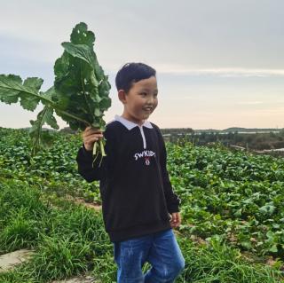 昆虫记—剪刀嘴樵叶蜂