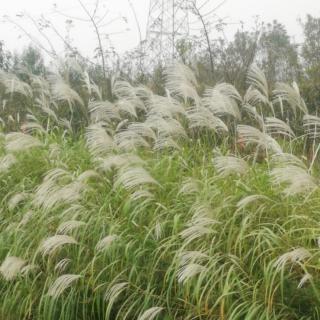 22-《重阳节登龙头山有感”