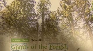 Giants of the Forest- Ronnie