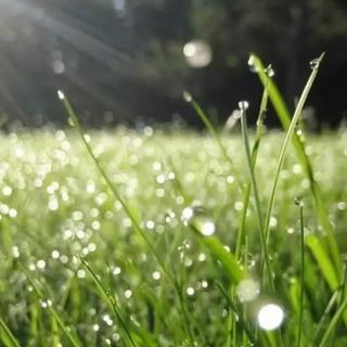 草与雨