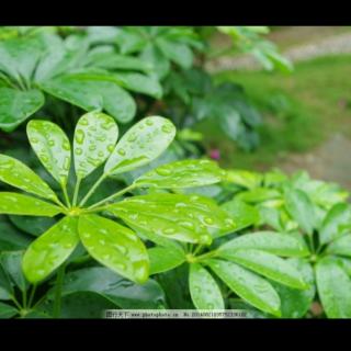 《雨后》席慕容