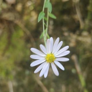 那山那水，那簇野菊花   作者/碑林路人