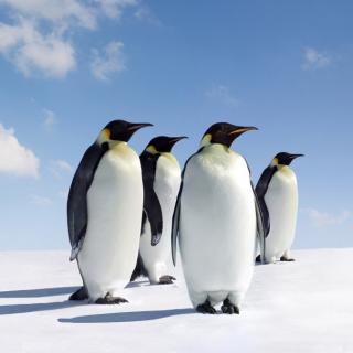 十万个为什么|企鹅被称为南极绅士