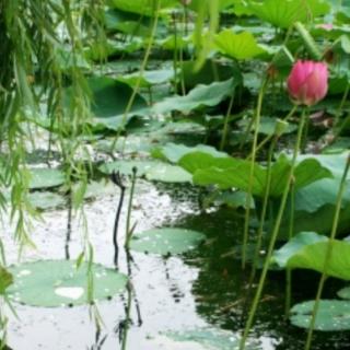 《生命，是一树花开》作者：余秋雨