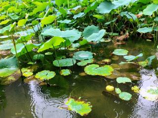 如果雨是你的眼泪 文／姜文（四川）