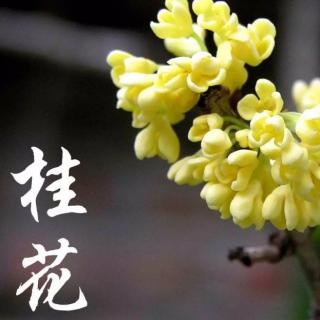 《又闻桂花香》文／谭天说地 诵／艳子