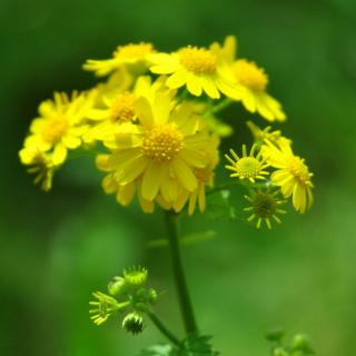 那山那水那簇野菊花／碑林路人