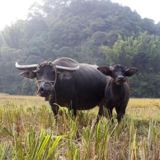 朗读 | 中国的牛