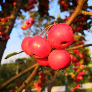 诗意中国》欧震。诵读：朝阳旭日