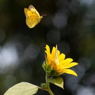 爱的季节性