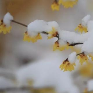 《梅花》  宋  王安石