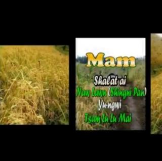 🌾🌾Mam🌾🌾Tsaw lu lu mai